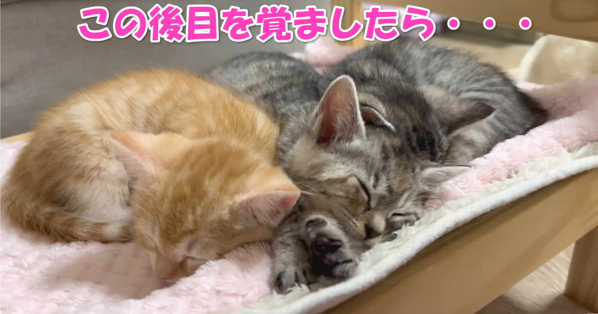 sleeping kittens icatch