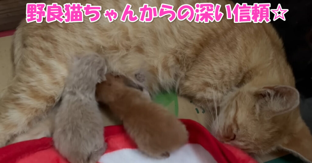 ニャンコの信頼☆　ニャンコが生んだばかりの子猫ちゃんを連れてきた